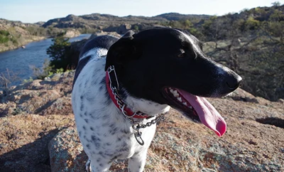 Black and white dog outdoors