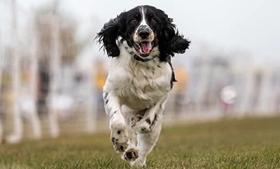 Black and white dog running outside