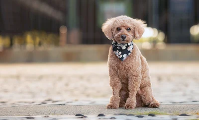 Doodle dog wearing a bandana