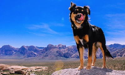 Brown and black dog in teh desert